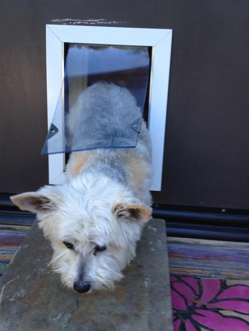 SB Standard Wall Mount Pet Dog Door
